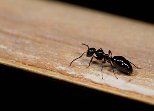 Little Black Ants
