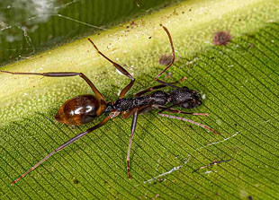 Odorous Ants
