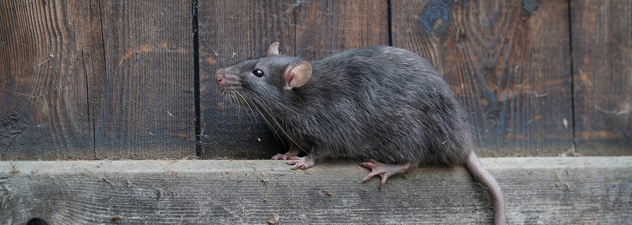 Rats and Mice