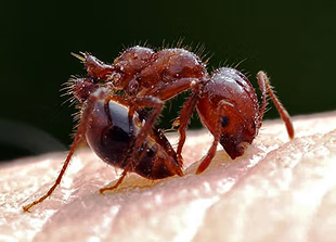 Red Imported Fire Ants