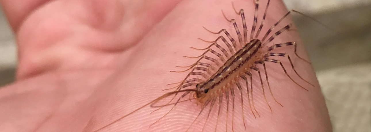 Centipedes