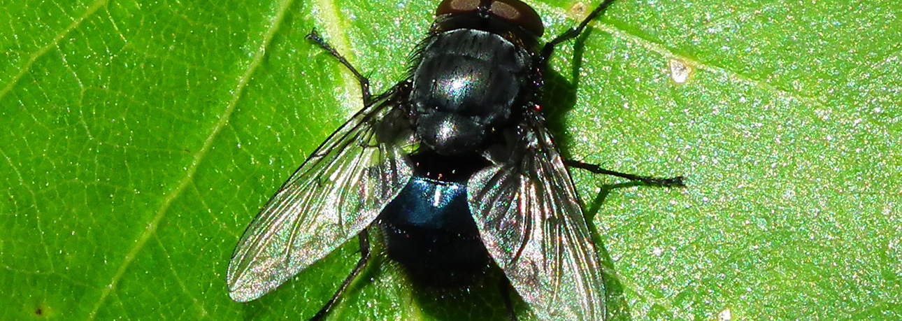 Flies