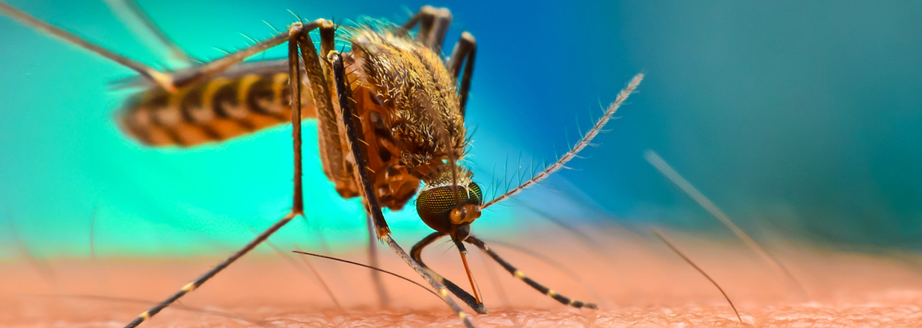 Mosquitoes