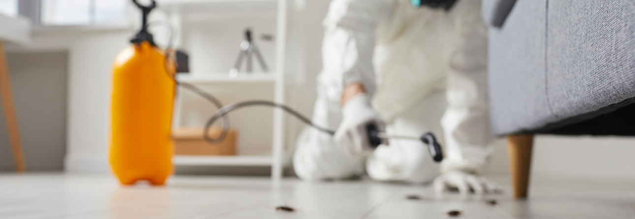 Effective Roach Treatments