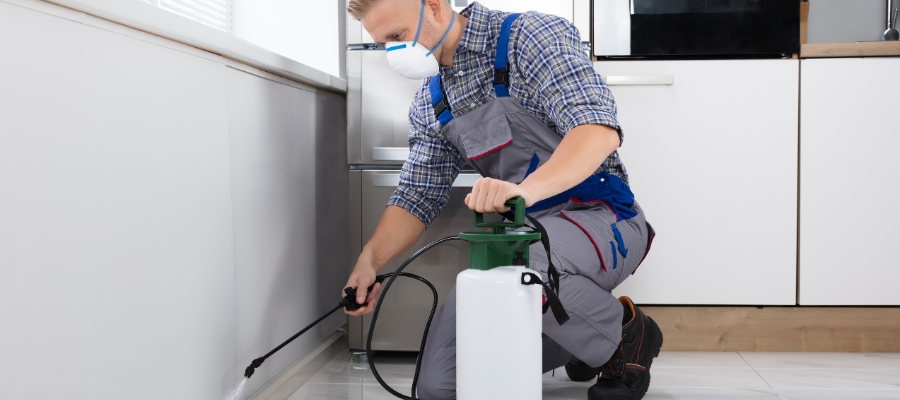 Rodent Removal in Anaheim: The Most Effective Exterminators