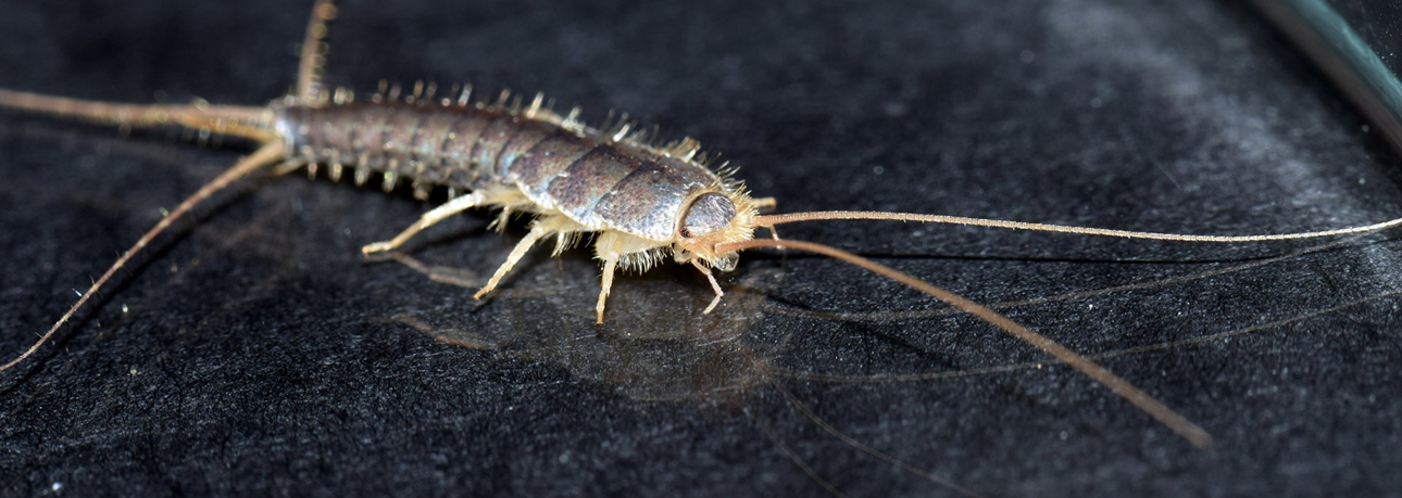 Silverfish in Orange County