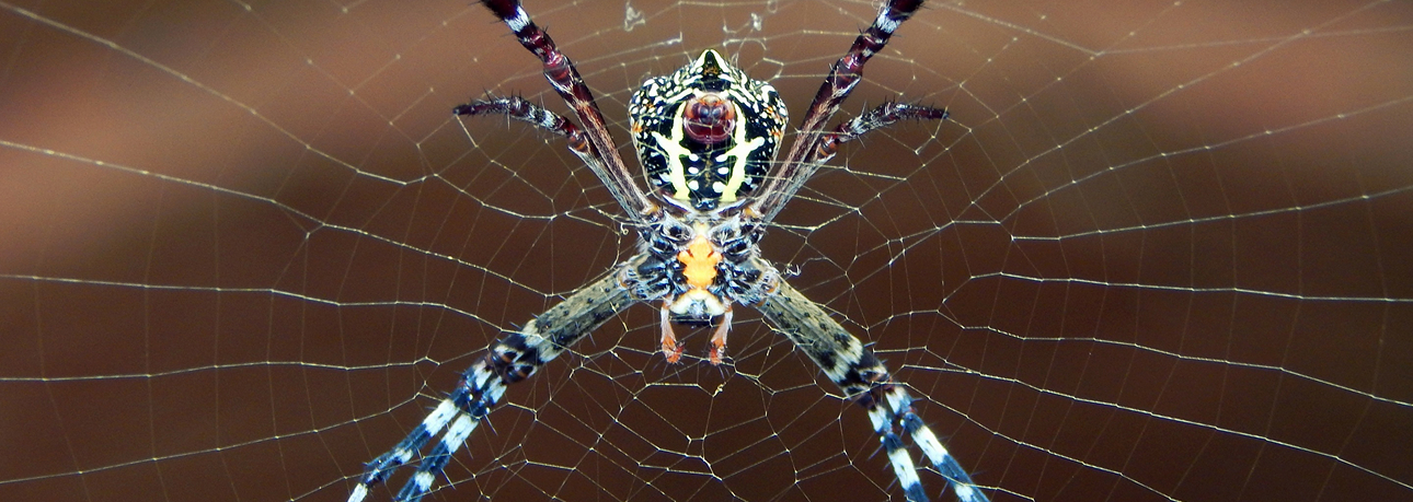 Spiders in Orange County