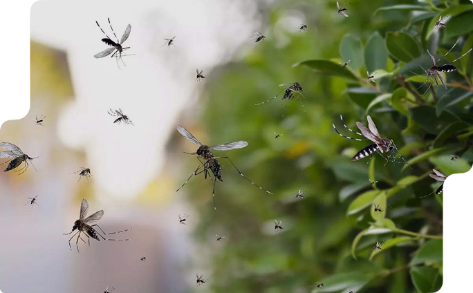 mosquito Service