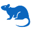 Rodent