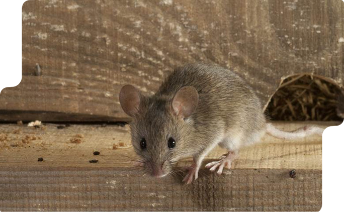 Rodent Service