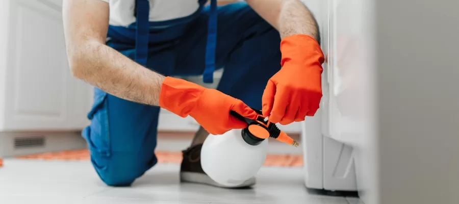 Ant Extermination Irvine