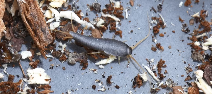 silverfish vs springtail
