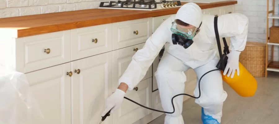 Pest Control Costa Mesa - Options With Guaranteed Results