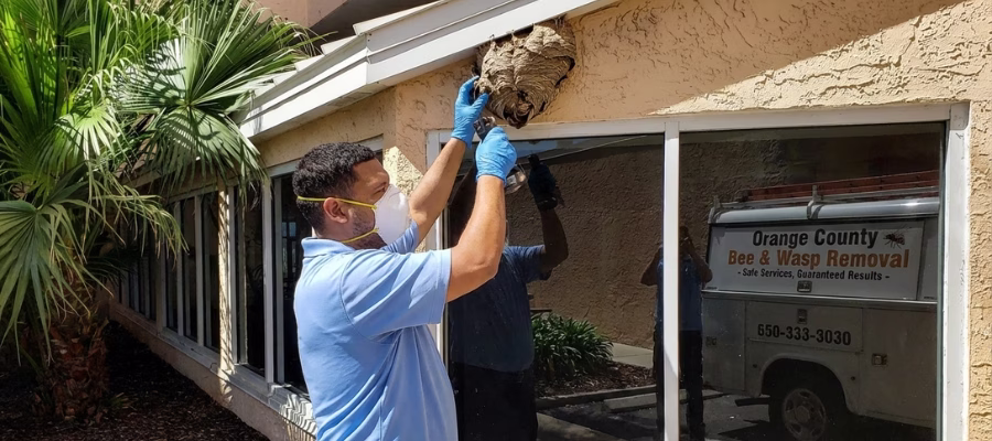 Bee and Wasp Removal Orange County - Safe Services with Guaranteed Results
