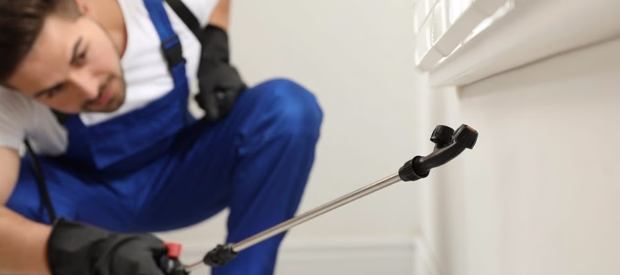 How Often Should Pest Control Be Done to Prevent Infestations